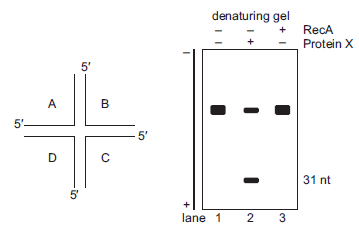 Researchers characterized a human protein with a role in Holliday junction resolution. They purified and used the protein in an assay with the DNA substrate shown below on the left. Each of the four strands of DNA (A, B, C, D) is 60 nucleotides (nt) long, and only the DNA strand marked A is end-labeled with 5?- 32 P. The researchers set up three reactions with the DNA substrate, incubating (1) with no protein, (2) with the purified protein (Protein X), and (3) with RecA (as a control). The products from each reaction were run in separate lanes of a denaturing polyacrylamide gel. An autoradiogram of the gel is shown below on the right. A. Given these data, propose a function for Protein X. B. Based on your answer in part A, this protein functions similarly to what E. coli protein?