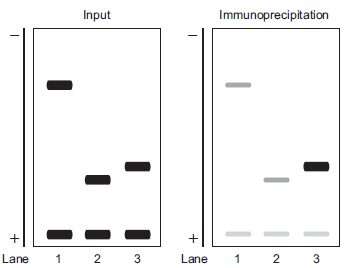 Researchers studying the torpedo model of eukaryotic termination wanted to test Rtt103 and Rat1 positioning on transcribed genes. To do this, they performed a chromatin immunoprecipitation assay (ChIP) assay using tagged Rat1 protein. (See Chapter 7 for a review of ChIP.) After shearing chromatin from wild-type cells, they immunoprecipitated Rat1 using antibodies specific to the tag. They PCR-amplified the DNA of interest associated with Rat1 using different sets of primers specific for highly transcribed genes. We will show the results for one gene. For the gene ADH1, the researchers chose primers specific for amplification of the TATA box region upstream of the open reading frame (ORF) (reaction in lane 1), primers specific for amplification of the 3? region of the ORF (reaction in lane 2), or primers specific for amplification of the DNA just 3? of the sequence encoding the poly-A signal sequence (reaction in lane 3). They compared the PCR results from the immunoprecipitations to the PCR results using the same primers with the input chromatin sample before immunoprecipitation. They included a reaction using primers specific for amplification of a nontranscribed region on chromosome V in every lane (lower band in each reaction). The data is shown below for the PCR of input or immuno-precipiation samples. A. Explain why all the bands are roughly equal in intensity for the input PCR. B. What is the main conclusion from the ChIP results? C. The ChIP data for the other highly transcribed genes looked similar to the data for Rat1 at ADH1. Explain how these data support the torpedo model. Data adapted from Kim et al. (2004. Nature 432: 517-522).