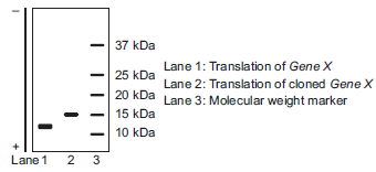 You are cloning Gene X from S. cerevisiae into a plasmid. You want to include the sequence 1 kb upstream and downstream from the open reading frame to try to get the gene to express under its own promoter. For this particular region of the genome, there are no other expected AUG codons upstream of the open reading frame for Gene X. To ensure that the protein is expressed, you try to complement the deletion strain for Gene X with your plasmid version of Gene X, but it is not complementing (not returning to the wild-type phenotype). You are not worried about splicing issues for S. cerevisiae. You suspect that you have a mutation in your cloned Gene X. The sequencing facility is down this week, but you have access to an in vitro translation system in your lab. You translate the wild-type Gene X and the cloned gene X using the in vitro translation system. You separate your products using SDS-PAGE and stain with Coomassie Brilliant Blue (data below). You expect a small protein, so you use a low molecular weight maker. A. Do you think your cloned gene X has a mutation? If so, what type (missense, nonsense, frameshift)? Explain your answer in terms of the data. B. Why do you think your cloned gene is not complementing the deletion strain? Explain your answer in terms of the data.