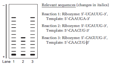You are studying the properties of an RNA polymerase ribozyme using a primer extension assay. This particular ribozyme has enhanced activity compared to a previous version of the ribozyme. The difference between the two ribozymes is that the enhanced ribozyme includes an additional domain at the 5? end. In each reaction of your primer extension, you include your ribozyme, your 5?-radiolabeled RNA primer bound to an RNA template, and rNTPs in the appropriate buffer. In reactions 2, you altered the sequence of the RNA template. In reaction 3, you altered the sequence of the RNA template and the sequence within the new domain of the ribozyme. You separate your products by denaturing polyacrylamide gel electrophoresis and visualize the bands on an autoradiograph (shown below). A. Based on the data, describe the relative differences in ribozyme replicase activity between the three reactions. B. Hypothesize why the products in lane 3 have a similar migration pattern as the products in lane 1.