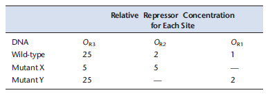 Researchers studying ? repressor binding to the three binding sites in the right operator produced the data in the table below. In the experiment, they performed a DNase I protection assay (footprinting assay) using the DNA containing all three binding sites for a range of repressor concentrations From this, they calculated the relative concentration of repressor dimers required to occupy a specific binding site on half of the DNA molecules present (values given in table). A. Based on the data for wild-type DNA and the information in Chapter 18, explain why the relative concentrations for O R1 and O R2 are almost the same despite the fact that O R1 has a 10-fold higher affinity for ? repressor than O R2 does (information from this chapter). B. Based on the data for wild-type DNA and the information in Chapter 18, explain why the relative concentration of repressor needed to bind O R3 is much higher than for O R1 and O R 2. C. Based on the data for mutant DNAs X and Y, identify the binding site ( O R1 , O R2 , or O R3 ) that included the mutation in each respective mutant. Explain your choices. D. Given what you know from this chapter, explain why the relative repressor concentration required to bind O R3 goes down to 5 for Mutant X relative to wild-type DNA in terms of the mechanism for ? repressor binding DNA.