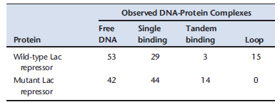 The regulation of a novel operon in E. coli involves two operators that sandwich a promoter and three structural genes. RNA polymerase transcribes the structural genes from the promoter, and a specific repressor represses transcription from that promoter. In the presence of the relevant signal, the repressor binding to DNA is disrupted and repression is alleviated. To study the mechanism of repression, researchers created a reporter containing the promoter but replaced the operators with lac operator sites. Wild-type lac repressor was able to repress expression from this construct in the cell. In vitro, reseachers visualized protein-DNA complexes in electron micrographs using the reporter construct after incubation with either wild-type Lac repressor or a mutant of the Lac repressor that binds to the operator sites, dimerizes, but fails to tetramerize. The scored data of their observations are given in the table below. In addition, it was shown that the mutant Lac repressor was not able to repress expression from the reporter construct in vivo, although it was able to repress the endogenous lac operon. Given the data in the table, propose a model for repression stating how the data supports your model. What other information would you want to know about the novel repression protein to support this model?