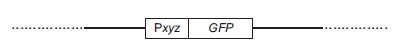 You want to make a transgenic line of the nematode C. elegans. The xyz gene is expressed in every cell of the embryo. You fuse the promoter (P xyz , 300 bp) for the xyz gene to the gene encoding green fluorescent protein (GFP) (900 bp). You inject the construct ( pictured below) into the worm. The construct randomly inserts into the genome and is then stably inherited to all progeny. Although xyz should be expressed in every cell of the embryo, the progeny of this injected adult do not express GFP. You are confident in your injection abilities and believe that the construct did, in fact, integrate into the genome of the injected worm. A. You amplify and sequence the integrated construct and flanking regions in both directions. On one side, your construct is flanked by a 5000-bp region of random sequence. On the other side, your construct is flanked by 200 TAAGGC repeats. Based on these results , propose a hypothesis as to why your construct is not expressed. You decide to reinject the same construct into another adult worm in an attempt to integrate the construct elsewhere in the genome. You are happy to find that the embryos from this adult worm all show GFP expression in every cell (by fluorescent microscope observations). B. You want to study the subcellular localization of protein XYZ. Suggest a modification to the construct from part A that would allow you to study Protein XYZ localization in the cell. Explain your reasoning.