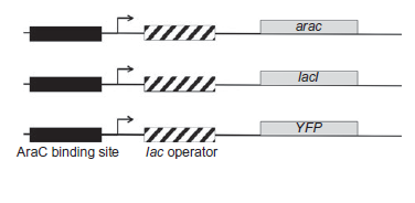 The ara operon controls the expression of several genes including araC. In the presence of the sugar arabinose and the DNA-binding protein AraC, gene expression is turned on. The AraC protein is involved in positive autoregulation. As depicted below, researchers constructed a circuit consisting of a series of artificial promoters (each containing an AraC binding site and a lac operator). Remember that the presence of arabinose and AraC promotes transcription of downstream genes, lacl encodes the LacI repressor, and binding of LacI to the lac operator turns off transcription (even in the presence of arabinose and AraC). A. If arabinose is added to a culture of bacteria containing all three constructs, an oscillatory pattern of YFP expression is observed. Assume that a small amount of AraC is present. Briefly explain how YFP expression is turned on following addition of arabinose. B. After the initial increase in YFP production following addition of arabinose, how is YFP turned off? C. Once YFP expression is off, how is it turned on again? D. How do you think the oscillation would be affected if a small amount of IPTG (an inducer of the lac operon) was added to the medium along with arabinose? E. Draw the three-node circuit, labeling the nodes (AraC, LacI and YFP) and including the appropriate edges (?. to represent activation and ? to represent repression).