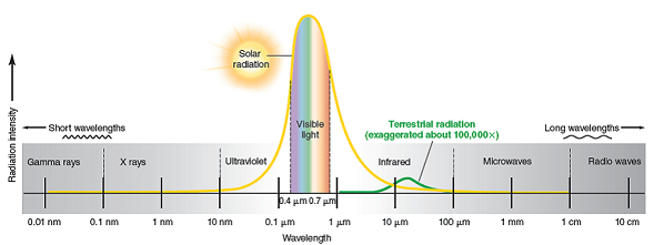To which wavelengths do our eyes respond, and why? (Refer to fig. 2.13.) About how long are short ultraviolet wavelengths compared to microwave lengths? FIGURE 2.13: The electromagnetic spectrum. Our eyes are sensitive to visible-light wavelengths, which make up nearly half the energy that reaches the earth's surface (represented by the area under the solar radiation curve). Photosynthesizing plants use the most abundant solar wavelengths (light and infrared). The earth reemits lower-energy, longer wavelengths (shown by the terrestrial radiation curve), mainly the infrared part of the spectrum.