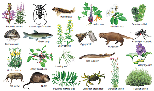 Why are exotic or invasive species a threat to biodiversity? Give several examples of exotic invasive species (see fig. 5.26). FIGURE 5.26: A few of the approximately 50,000 invasive species in North America. Do you recognize any that occur where you live? What others can you think of?