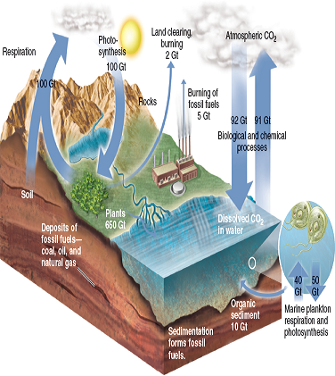 What is the ratio of human-caused carbon releases into the atmosphere shown in figure compared to the amount released by terrestrial respiration? FIGURE The carbon cycle. Numbers indicate approximate exchange of carbon in gigatons (Gt) per year. Natural exchanges are balanced, but human sources produce a net increase of CO₂ in the atmosphere.