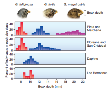 Competitive Exclusion The principle of competitive exclusion is one of the observations that can be explained by the process of evolution by natural selection. David Lack's classic study of finches on several Galápagos Islands is one example of this. These species are all closely related, in a genus of ground finches, Gespiza. (Often biologists abbreviate the genus name when it is used repeatedly: for example, Gespiza fuliginosa is shortened, for convenience, to G. fuliginosa ). Go to Connect to demonstrate your understanding of these graphs and what they tell us about how Lack demonstrated competitive exclusion in these species. Plots of beak size on different islands (after d. Lack, 1947.)