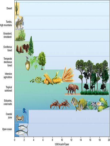 Which world ecosystems are most productive in terms of biomass (fig)? Which are least productive? What units are used in this figure to quantify biomass accumulation? FIGURE Biomass accumulates at different rates in the world's major ecosystem types. Differences in net primary production is chiefly due to temperature, rainfall, and nutrients. Interactions among species also boost productivity.