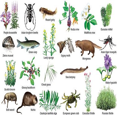 Why are exotic or invasive species a threat to biodiversity? Give several examples of exotic invasive species (see fig). FIGURE A few of the approximately 50,000 invasive species in North America. Do you recognize any that occur where you live? What others can you think of?