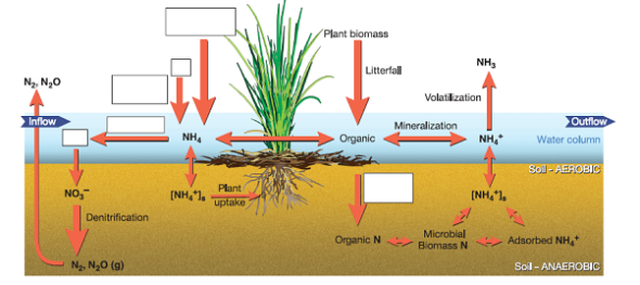 Examining Nutrients in a Wetland System As you have read, movements of nitrogen and phosphorus are among the most important considerations in many wetland systems, because high levels of these nutrients can cause excessive algae and bacteria growth. This is a topic of great interest, and many studies have examined how nutrients move in a wetland, and in other ecosystems. Taking a little time to examine these nutrient cycles in detail will draw on your knowledge of atoms, compounds, systems, cycles, and other ideas in this chapter. Understanding nutrient cycling will also help you in later chapters of this book. One excellent overview was produced by the Environmental Protection Agency. Go to this website and download a PDF document of the study: http://www.epa.gov/waterscience/criteria/nutrient/guidance/wetlands/index.html. If you prefer, you can also look at just one chapter at a time on this website. Figure 1 A detailed schematic diagram of the nitrogen cycle in a wetland. Study the online original to fill in the boxes. Source: EPA Nutrient Criteria Technical Guidance Manual www.epa.gov/waterscience/criteria/nutrient/guidance/. Find chapter 2, An Overview of Wetland Science, and answer the following questions: What is meant by organic N? (Think about what the term organic means in this chapter.) In what form does the plant take up N? How does N return from a living plant to the floor of the wetland?