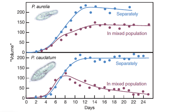 Species Competition In a classic experiment on competition between species for a common food source, the Russian microbiologist G. F. Gause grew populations of different species of ciliated protozoans separately and together in an artificial culture medium. He counted the number of cells of each species and plotted the total volume of each population. The organisms were Paramecium caudatum and its close relative, Paramecium aurelia. He plotted the aggregate volume of cells rather than the total number in each population because P. caudatum is much larger than P. aurelia (this size difference allowed him to distinguish between them in a mixed culture). The graphs in this box show the experimental results. As we mentioned earlier in the text, this was one of the first experimental demonstrations of the principle of competitive exclusion. After studying these graphs, answer the following questions. Growth of two paramecium species separately and in combination. How did the total volume of the two species compare after 14 days of separate growth?