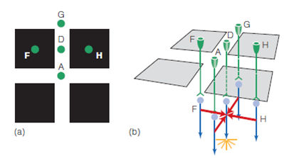 Ralph, who is skeptical about the function of lateral inhibition, says, OK, so lateral inhibition causes us to see Mach bands and the spots at the intersections of the Hermann grid. Even though these perceptual effects are interesting, they don't seem very important to me. If they didn't exist, we would see the world in just about the same way as we do with them. (a) How would you respond to Ralph if you wanted to make an argument for the importance of lateral inhibition? (b) What is the possibility that Ralph could be right? Figure 1 (a) Four squares of the Hermann grid, as in Figure 2, but now focusing on receptor D, which is flanked by two black squares. Receptor D is surrounded by receptors A, F, G, and H. Notice that receptors F and H are located under the two black squares, so they receive less light than the other receptors. (b) Perspective view of the grid and five receptors, showing how the receptors (green) connect to bipolar cells (blue). The response of receptors A and G is 100, and the response of F and H is 20. Lateral inhibition travels to bipolar D along the red pathways. Figure 2 a) Four squares of the Hermann grid, showing five of the receptors under the pattern. Receptor A is located at the intersection, and B, C, D, and E have a black square on either side. (b) Perspective view of the grid and five receptors, showing how the receptors (green) connect to bipolar cells (blue). The response of all fi ve receptors is 100. The initial response of the bipolars matches the response of the receptors. Lateral inhibition travels to bipolar cell A along the red pathways.