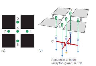 Ralph, who is skeptical about the function of lateral inhibition, says, OK, so lateral inhibition causes us to see Mach bands and the spots at the intersections of the Hermann grid. Even though these perceptual effects are interesting, they don't seem very important to me. If they didn't exist, we would see the world in just about the same way as we do with them. (a) How would you respond to Ralph if you wanted to make an argument for the importance of lateral inhibition? (b) What is the possibility that Ralph could be right? Figure 1 (a) Four squares of the Hermann grid, as in Figure 2, but now focusing on receptor D, which is flanked by two black squares. Receptor D is surrounded by receptors A, F, G, and H. Notice that receptors F and H are located under the two black squares, so they receive less light than the other receptors. (b) Perspective view of the grid and five receptors, showing how the receptors (green) connect to bipolar cells (blue). The response of receptors A and G is 100, and the response of F and H is 20. Lateral inhibition travels to bipolar D along the red pathways. Figure 2 a) Four squares of the Hermann grid, showing five of the receptors under the pattern. Receptor A is located at the intersection, and B, C, D, and E have a black square on either side. (b) Perspective view of the grid and five receptors, showing how the receptors (green) connect to bipolar cells (blue). The response of all fi ve receptors is 100. The initial response of the bipolars matches the response of the receptors. Lateral inhibition travels to bipolar cell A along the red pathways.