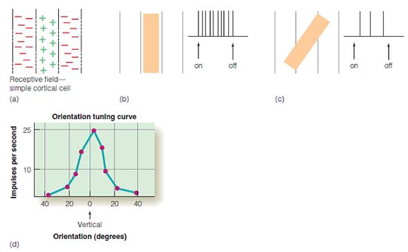 Cell A responds best to vertical lines moving to the right. Cell B responds best to 45-degree lines moving to the right. Both of these cells have an excitatory synapse with cell C. How will cell C fire to vertical lines? To 45-degree lines? What if the synapse between B and C is inhibitory? Figure  (a) The receptive field of a simple cortical cell. (b) This cell responds best to a vertical bar of light that covers the excitatory area of the receptive field. (c) The response decreases as the bar is tilted so that it also covers the inhibitory area. (d) Orientation tuning curve of a simple cortical cell for a neuron that responds best to a vertical bar (orientation = 0).   