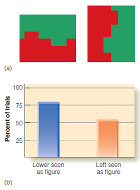 Vecera showed that regions in the lower part of a stimulus are more likely to be perceived as figure. How does this result relate to the idea that our visual system is tuned to regularities in the environment? Figure 1 (a) When the vase is perceived as figure, it is seen in front of a homogeneous dark background. (b) When the faces are seen as figure, they are seen in front of a homogeneous light background. Figure 2 (a) Stimuli from Vecerra et al. (2002). (b) Percentage of trials on which lower or left areas were seen as figure.