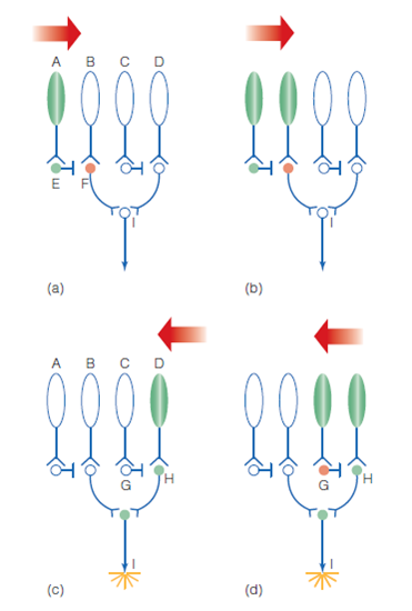 In the present chapter we have described a number of principles that also hold for object perception. Find examples from Chapter of the following (page numbers are for this chapter). ? There are neurons that are specialized to respond to specific stimuli. ? There are parallels between physiology and perception. ? More complex stimuli are processed in higher areas of the cortex. ? Experience can affect perception. Figure 1 Reichardt circuit. Green indicates excitation; orange indicates inhibition. (a) and (b) When the receptors are stimulated from left to right, neuron I does not fire. (c) and (d) When the receptors are stimulated from right to left, neuron I fires. Figure 2 The perceptual cycle from Chapter 1. Newsome measured the physiology-perception relationship by simultaneously recording from neurons and measuring the monkey's behavioral response. Other research we have discussed, such as Hubel and Wiesel's receptive field studies, have measured the stimulus-physiology relationship. Figure 3 Frames from the stimuli used by Grossman and Blake (2001). (a) Sequence from the point-light walker stimulus. (b) Sequence from the scrambled point-light stimulus. From Grossman, E. D., Blake, R. (2001). Brain activity evoked by inverted and imagined biological motion. Vision Research, 41, 1475-1482. With permission from Elsevier.