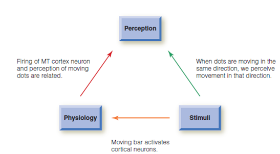 In the present chapter we have described a number of principles that also hold for object perception. Find examples from Chapter of the following (page numbers are for this chapter). ? There are neurons that are specialized to respond to specific stimuli. ? There are parallels between physiology and perception. ? More complex stimuli are processed in higher areas of the cortex. ? Experience can affect perception. Figure 1 Reichardt circuit. Green indicates excitation; orange indicates inhibition. (a) and (b) When the receptors are stimulated from left to right, neuron I does not fire. (c) and (d) When the receptors are stimulated from right to left, neuron I fires. Figure 2 The perceptual cycle from Chapter 1. Newsome measured the physiology-perception relationship by simultaneously recording from neurons and measuring the monkey's behavioral response. Other research we have discussed, such as Hubel and Wiesel's receptive field studies, have measured the stimulus-physiology relationship. Figure 3 Frames from the stimuli used by Grossman and Blake (2001). (a) Sequence from the point-light walker stimulus. (b) Sequence from the scrambled point-light stimulus. From Grossman, E. D., Blake, R. (2001). Brain activity evoked by inverted and imagined biological motion. Vision Research, 41, 1475-1482. With permission from Elsevier.