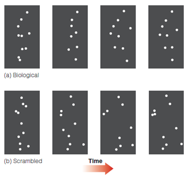 In the present chapter we have described a number of principles that also hold for object perception. Find examples from Chapter of the following (page numbers are for this chapter). ? There are neurons that are specialized to respond to specific stimuli. ? There are parallels between physiology and perception. ? More complex stimuli are processed in higher areas of the cortex. ? Experience can affect perception. Figure 1 Reichardt circuit. Green indicates excitation; orange indicates inhibition. (a) and (b) When the receptors are stimulated from left to right, neuron I does not fire. (c) and (d) When the receptors are stimulated from right to left, neuron I fires. Figure 2 The perceptual cycle from Chapter 1. Newsome measured the physiology-perception relationship by simultaneously recording from neurons and measuring the monkey's behavioral response. Other research we have discussed, such as Hubel and Wiesel's receptive field studies, have measured the stimulus-physiology relationship. Figure 3 Frames from the stimuli used by Grossman and Blake (2001). (a) Sequence from the point-light walker stimulus. (b) Sequence from the scrambled point-light stimulus. From Grossman, E. D., Blake, R. (2001). Brain activity evoked by inverted and imagined biological motion. Vision Research, 41, 1475-1482. With permission from Elsevier.