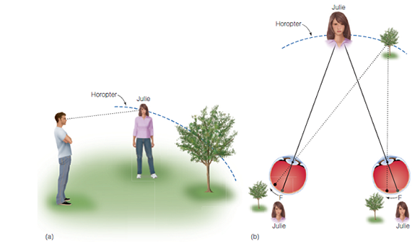 How could you determine the contribution of binocular vision to depth perception? One way would be to close one eye and notice how this affects your perception. Try this, and describe any changes you notice. Then devise a way to quantitatively measure the accuracy of depth perception that is possible with two-eyed and one-eyed vision. Figure 1 Corresponding points on the two retinas. To determine corresponding points, imagine that the left eye is slid on top of the right eye. F indicates the fovea, where the image of an object occurs when an observer looks directly at the object, and A is a point in the peripheral retina. Images on the fovea always fall on corresponding points. Notice that the A's, which also fall on corresponding points, are the same distance from the fovea in the left and right eyes. Figure 2 (a) An observer looking at Julie's face, with a tree off to the side. (b) The observer's eyes, showing where the images of Julie and the tree fall on each eye. Julie's images fall on the fovea, so they are on corresponding points. The arrows indicate that the tree's images are located the same distances from the fovea in the two eyes, so they are also on corresponding points. The dashed blue line is the horopter. The images of objects that are on the horopter fall on corresponding points.