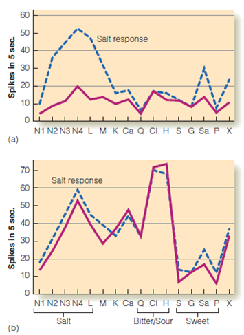 Consider the kinds of food that you avoid because you don't like the taste. Do these foods have anything in common that might enable you to explain these taste preferences in terms of the activity of specific types of taste receptors? Figure The blue lines show how two neurons in the rat NST respond to a number of different taste stimuli (along the horizontal axis). The neuron in (a) responds strongly to compounds associated with salty tastes. The neuron in (b) responds to a wide range of compounds. The purple lines show how these two neurons fire after the sodium-blocker amiloride is applied to the tongue. This compound inhibits the responses to salt of neuron (a) but has little effect on neuron (b).   