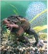 Figure 36.4 Why do you think that amphibians and many fish have external fertilization, whereas lizards, birds, and mammals rely on internal fertilization
