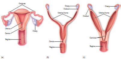 Figure 36.12 Observe the shapes of the uteri shown in the figure. Speculate on the number of offspring the individuals are able to carry at one time.