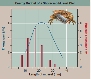 Do Crabs Eat Sensibly Many behavioral ecologists claim that animals exhibit so-called optimal foraging behavior. The idea is that because an animal's choice in seeking food involves a trade-offbetween the food's energy content and the cost of obtaining it, evolution should favor foraging behaviors that optimize the trade-off. While this all makes sense, it is not at all clear that this is what animals would actually do. This optimal foraging approach makes a key assumption, that maximizing the amount of energy acquired will lead to increased reproductive success. In some cases this is clearly true. As discussed earlier in this chapter, in ground squirrels, zebra finches, and orb-weaving spiders, researchers have found a direct relationship between net energy intake and the number of offspring raised successfully. However, animals have other needs besides energy, and sometimes these needs conflict. One obvious other need, important to many animals, is to avoid predators. It makes little sense for you to eat a little more food if doing so greatly increases the probability that you will yourself be eaten. Often the behavior that maximizes energy intake increases predation risk. A shore crab foraging for mussels on a beach exposes itself to predatory gulls and other shore birds with each foray. Thus the behavior that maximizes fitness may reflect a trade-off, obtaining the most energy with the least risk of being eaten. Not surprisingly, a wide variety of animals use a more cautious foraging behavior when predators are present-becoming less active and staying nearer to cover. So what does a shore crab do To find out, an investigator looked to see if shore crabs in fact feed on those mussels which provide the most energy, as the theory predicts. He found that the mussels on the beach he studied come in a range of sizes, from small ones less than 10 mm in length that are easy for a crab to open but yield the least amount of energy, to large mussels over 30 mm in length that yield the most energy but also take considerably more energy to pry open. To obtain the most net energy, the optimal approach, described by the blue curve in the graph above, would be for shore crabs to feed primarily on intermediate-sized mussels about 22 mm in length. Is this in fact what shore crabs do To find out, the researcher carefully monitored the size of the mussels eaten each day by the beach's population of shore crabs. The results he obtained-the numbers of mussels of each size actually eaten-are presented in the red histogram above. Making Inferences a. What is the most energetically optimal mussel size for the crabs to eat, in mm b. What size mussel is most frequently eaten by crabs, in mm