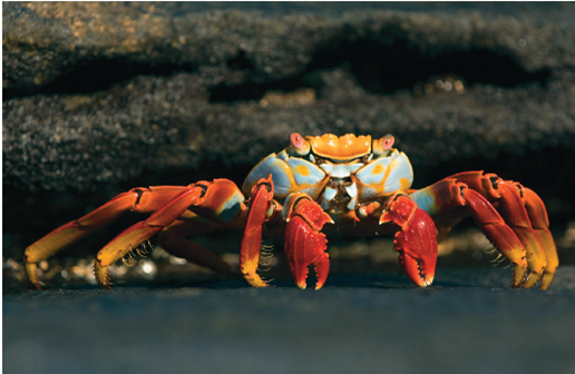 Do Crabs Eat Sensibly Many behavioral ecologists claim that animals exhibit so-called optimal foraging behavior. The idea is that because an animal's choice in seeking food involves a trade-offbetween the food's energy content and the cost of obtaining it, evolution should favor foraging behaviors that optimize the trade-off. While this all makes sense, it is not at all clear that this is what animals would actually do. This optimal foraging approach makes a key assumption, that maximizing the amount of energy acquired will lead to increased reproductive success. In some cases this is clearly true. As discussed earlier in this chapter, in ground squirrels, zebra finches, and orb-weaving spiders, researchers have found a direct relationship between net energy intake and the number of offspring raised successfully. However, animals have other needs besides energy, and sometimes these needs conflict. One obvious other need, important to many animals, is to avoid predators. It makes little sense for you to eat a little more food if doing so greatly increases the probability that you will yourself be eaten. Often the behavior that maximizes energy intake increases predation risk. A shore crab foraging for mussels on a beach exposes itself to predatory gulls and other shore birds with each foray. Thus the behavior that maximizes fitness may reflect a trade-off, obtaining the most energy with the least risk of being eaten. Not surprisingly, a wide variety of animals use a more cautious foraging behavior when predators are present-becoming less active and staying nearer to cover. So what does a shore crab do To find out, an investigator looked to see if shore crabs in fact feed on those mussels which provide the most energy, as the theory predicts. He found that the mussels on the beach he studied come in a range of sizes, from small ones less than 10 mm in length that are easy for a crab to open but yield the least amount of energy, to large mussels over 30 mm in length that yield the most energy but also take considerably more energy to pry open. To obtain the most net energy, the optimal approach, described by the blue curve in the graph above, would be for shore crabs to feed primarily on intermediate-sized mussels about 22 mm in length. Is this in fact what shore crabs do To find out, the researcher carefully monitored the size of the mussels eaten each day by the beach's population of shore crabs. The results he obtained-the numbers of mussels of each size actually eaten-are presented in the red histogram above. Further Analysis What factors might be responsible for the slight difference in peak prey length relative to the length optimal for maximal energy gain