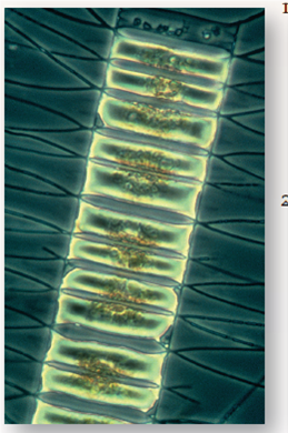 Does Iron Limit the Growth of Ocean Phytoplankton? Phytoplankton are microscopic organisms that live in the oceans, carrying out much of the earth's photosynthesis. The photo below is of Chaetoceros, a phytoplankton. Decades ago, scientists noticed dead zones in the ocean where little photosynthesis occurred. Looking more closely, they found that Phytoplankton collected from these waters are not able to efficiently fix CO<sub>2</sub> into carbohydrates. In an attempt to understand why not, the scientists hypothesized that lack of iron (needed by the ETS) was the problem and predicted that fertilizing these ocean waters with iron could trigger an explosively rapid growth of phytoplankton. To test this idea, they carried out a field experiment, seeding large areas of phytoplankton-poor ocean waters with iron crystals to see if this triggered phytoplankton growth. Other similarly phytoplankton-poor areas of ocean were not seeded with iron and served as controls. In one such experiment, the results of which are presented in the graph to the right, a 72-km <sup>2</sup> grid of phytoplankton-deficient ocean water was seeded with iron crystals and a tracer substance in three successive treatments, indicated with arrows on the x axis of the graph (on days 0, 3, and 7). The multiple seedings were carried out to reduce the effect of the iron crystals dissipating over time. A smaller control grid, 24 km <sup>2</sup> , was seeded with just the tracer substance. To assess the numbers of phytoplankton organisms carrying out photosynthesis in the ocean water, investigators did not actually count organisms. Instead, they estimated the amount of chlorophyll a in water samples as an easier-to-measure index. An index is a parameter that accurately reflects the quantity of another less-easily-measured parameter. In this instance, the level of chlorophyll a , easily measured by monitoring the wavelengths of light absorbed by a liquid sample, is a suitable index of phytoplankton, as this pigment is found nowhere else in the ocean other than within phytoplankton. Chlorophyll a measurements were made periodically on both test and control grids for 14 days. The results are plotted on the graph. Red points indicate chlorophyll a concentrations in iron-seeded waters; blue points indicate chlorophyll a levels in the control grid waters that were not seeded. Making Inferences a. What general statement can be made regarding the effect of seeding phytoplankton-poor regions of the ocean with iron? b. Why did chlorophyll a levels drop by day 14?