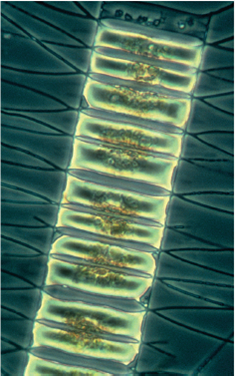 Does Iron Limit the Growth of Ocean Phytoplankton? Phytoplankton are microscopic organisms that live in the oceans, carrying out much of the earth's photosynthesis. The photo below is of Chaetoceros, a phytoplankton. Decades ago, scientists noticed dead zones in the ocean where little photosynthesis occurred. Looking more closely, they found that phytoplankton collected from these waters are not able to efficiently fix CO<sub>2</sub> into carbohydrates. In an attempt to understand why not, the scientists hypothesized that lack of iron (needed by the ETS) was the problem, and predicted that fertilizing these ocean waters with iron could trigger an explosively rapid growth of phytoplankton. To test this idea, they carried out a field experiment, seeding large areas of phytoplankton-poor ocean waters with iron crystals to see if this triggered phytoplankton growth. Other similarly phytoplanktonpoor areas of ocean were not seeded with iron and served as controls. In one such experiment, the results of which are presented in the graph to the right, a 72-km <sup>2</sup> grid of phytoplankton-deficient ocean water was seeded with iron crystals and a tracer substance in three successive treatments, indicated with arrows on the x axis of the graph (on days 0, 3, and 7). The multiple seedings were carried out to reduce the effect of the iron crystals dissipating over time. A smaller control grid, 24 km <sup>2</sup> , was seeded with just the tracer substance. To assess the numbers of phytoplankton organisms carrying out photosynthesis in the ocean water, investigators did not actually count organisms. Instead, they estimated the amount of chlorophyll a in water samples as an easier-to-measure index. An index is a parameter that accurately reflects the quantity of another less-easily-measured parameter. In this instance, the level of chlorophyll a , easily measured by monitoring the wavelengths of light absorbed by a liquid sample, is a suitable index of phytoplankton, as this pigment is found nowhere else in the ocean other than within phytoplankton. Chlorophyll a measurements were made periodically on both test and control grids for 14 days. The results are plotted on the graph. Red points indicate chlorophyll a concentrations in iron-seeded waters; blue points indicate chlorophyll a levels in the control grid waters that were not seeded. Further Analysis Based on this experiment, what would be a potential drawback of using this method of seeding with iron to increase levels of ocean photosynthesis?