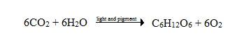 In this question, we discuss photosynthesis. Nutrient acquisition is only one side of the equation. Those nutrients have to come from somewhere, and most organisms are not capable of producing their own; only autotrophs are capable of achieving this feat. Autotrophic organisms produce sugars from carbon dioxide and water through a process we call photosynthesis. The generalized reaction of photosynthesis is as follows: This reaction is the opposite of oxidative phosphorylation, where glucose is broken down into carbon dioxide and water to release energy. Photosynthesis occurs in two parts - the light-dependent reactions which generate electron carriers and ATP from sunlight and water, and the light-independent reactions which generate glucose from carbon dioxide using the electron carriers and ATP from the light-dependent reactions. The energy captured from sunlight into glucose in this process serves as the basic level of energy for almost all life on Earth. Photosynthetic plants are the base of food webs for terrestrial animals, while photosynthetic algae are the base of aquatic food webs. a) Option C is correct - this is the proper term. Option A is incorrect - respiration is the process of breaking down sugars into energy. Option B is incorrect - this is part of respiration. Option D is incorrect - this is a simple breakdown process for sugar completed by many bacteria. b) Option C is correct - this energy and the generated electrons will be used for the light-independent reactions. Option A is incorrect - this is the end product of photosynthesis as a whole. Option B is incorrect - carbon dioxide is a reactant in this system. Option D is incorrect - light energy is a reactant in this system. c) Option C is correct - these cells are beneath the epidermis of the leaf. Option A is incorrect - the epidermis is protective; the mesophyll cells are beneath it. Option B is incorrect - the cuticle is a wax on top of the epidermis. Option D is incorrect - chloroplasts are within the mesophyll.