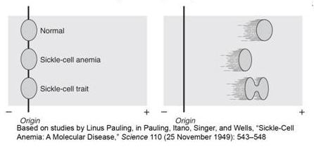 The figure below shows the electrophoretic pattern of normal, sickle cell anemia and sickle cell trait blood. Electrophoresis separates substances into their component parts. Based on this pattern, how many proteins do you think a carrier of sickle cell trait makes? A) None B) One C) Two D) Three E) four