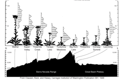 The figure at the right depicts the principle of: A) Speciation B) Genetic drift C) Founder effect D) Clinal variation E) Subspeciation