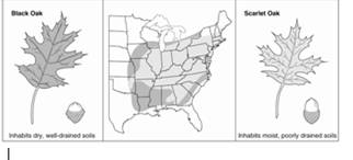 What type of reproductive isolating mechanism is shown at the right? A) Seasonal B) Sexual C) Habitat D) Mechanical E) Gametic