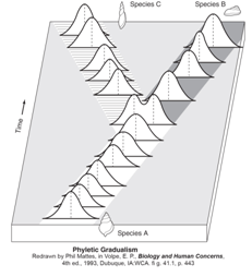 What principle or concept is depicted at the right? A) Hybrid inviability B) Phyletic gradualism C) Punctuated equilibrium D) Prezygotic isolation E) Post-zygotic isolation