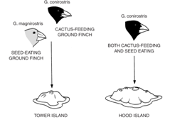 The figure at the right depicts the principle or concept of: A) speciation B) Adaptive radiation C) Niche diversification D) Gene flow E) Genetic drift
