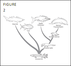 What concept is depicted in figure 2?   A) Divergence from a common ancestor. B) Convergence evolution C) Descent with modification. D) Homology E) Heterogeneity