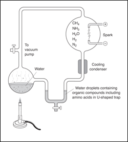 Experimental synthesis of organic compounds was accomplished in the 1950's by Stanley Miller using an apparatus that looked like What kind of organic compounds was Miller able to synthesize? A) DNA B) RNA C) Amino acids D) Proteins E) Carbohydrates