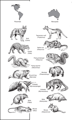 <strong>The figure at the right depicts the principle or concept of  </strong> A) homology B) Convergence C) Genetic drift D) Speciation E) Evolutionary stability <div style=padding-top: 35px> 