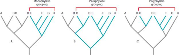 How many different clades of two or more species are possible for species A-H shown in Figure 10.6A Figure 10.6 Relationships between phylogeny and taxonomic groups illustrated for a hypothetical phylogeny of eight species (A through H). A, Monophyly -a monophyletic group contains the most recent common ancestor of all members of the group and all of its descendants. B, Paraphyly -a paraphyletic group contains the most recent common ancestor of all members of the group and some but not all of its descendants. C, Polyphyly -a polyphyletic group does not contain the most recent common ancestor of all members of the group, thereby requiring that the group have at least two separate phylogenetic origins.