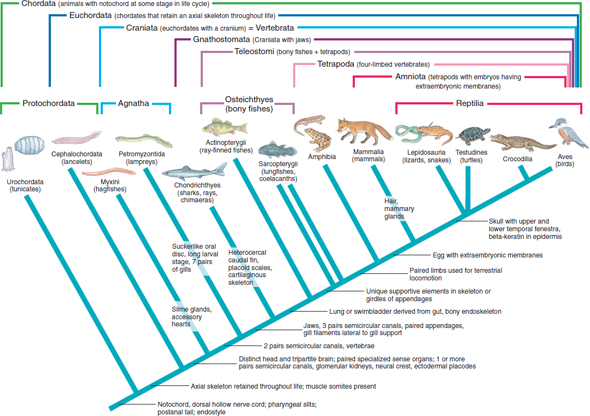 Explain how the use of a cladistic classification for the vertebrates results in important regroupings of the traditional vertebrate taxa (refer to Figure 23.3). Why are certain traditional groupings such as Osteichthyes and Agnatha not recognized in cladistic usage? Figure 23.3 Cladogram of living members of phylum Chordata showing probable relationships of monophyletic groups composing the phylum. Each branch in the cladogram represents a monophyletic group. Some derived character states that identify the branchings are shown at right of the branch points. Nesting brackets across the top of the cladogram identify monophyletic groupings within the phylum. The term Craniata, although commonly equated with Vertebrata, is preferred by many authorities because it recognizes that some jawless vertebrates have a cranium but no vertebrae. The lower set of brackets identify the traditional groupings Protochordata, Agnatha, Osteichthyes, and Reptilia. These paraphyletic groups are not recognized in cladistic treatments, but are shown because of widespread use.