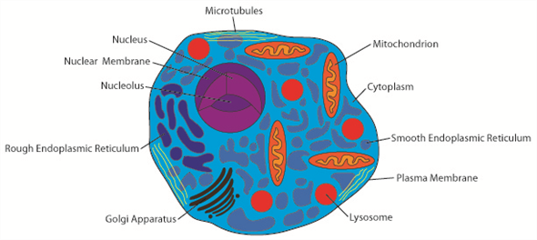 There are many major differences between a prokaryotic and eukaryotic cell. A prokaryotic cell has no nucleus. In fact, it lacks any kind of membrane bound organelles. This includes the Golgi apparatus, the endoplasmic reticulum, lysosome, the chloroplast and the mitochondria. Both cell types have a lipid bilayer to contain the cell. The following is a depiction of an animal eukaryotic cell with all major organelles labeled. The following is a depiction of a plant eukaryotic cell. Unlike animal cells, plant cells have cell walls, chloroplasts, and a vacuole, which fills most of the cell. The following is a depiction of a prokaryotic cell. Note the lack of any membrane enclosed organelles.