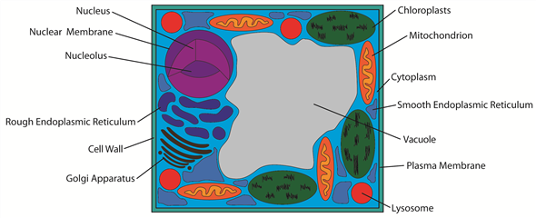 There are many major differences between a prokaryotic and eukaryotic cell. A prokaryotic cell has no nucleus. In fact, it lacks any kind of membrane bound organelles. This includes the Golgi apparatus, the endoplasmic reticulum, lysosome, the chloroplast and the mitochondria. Both cell types have a lipid bilayer to contain the cell. The following is a depiction of an animal eukaryotic cell with all major organelles labeled. The following is a depiction of a plant eukaryotic cell. Unlike animal cells, plant cells have cell walls, chloroplasts, and a vacuole, which fills most of the cell. The following is a depiction of a prokaryotic cell. Note the lack of any membrane enclosed organelles.