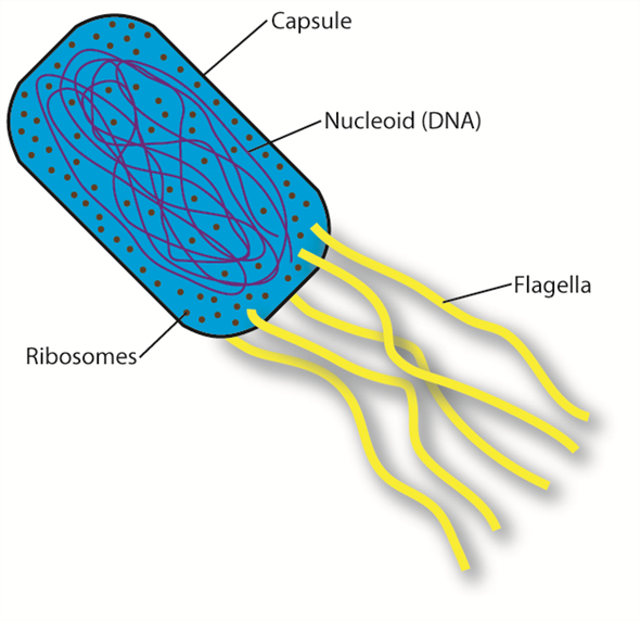 There are many major differences between a prokaryotic and eukaryotic cell. A prokaryotic cell has no nucleus. In fact, it lacks any kind of membrane bound organelles. This includes the Golgi apparatus, the endoplasmic reticulum, lysosome, the chloroplast and the mitochondria. Both cell types have a lipid bilayer to contain the cell. The following is a depiction of an animal eukaryotic cell with all major organelles labeled. The following is a depiction of a plant eukaryotic cell. Unlike animal cells, plant cells have cell walls, chloroplasts, and a vacuole, which fills most of the cell. The following is a depiction of a prokaryotic cell. Note the lack of any membrane enclosed organelles.