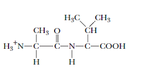 Solving The Sequence of an Oligopeptide from Sequence Analysis Data Analysis of the blood of a catatonic football fan revealed large concentrations of a psychotoxic octapeptide. Amino acid analysis of this octapeptide gave the following results: 2 Ala 1 Arg 1 Asp 1 Met 2 Tyr 1 Val 1 NH 4 + The following facts were observed: a. Partial acid hydrolysis of the octapeptide yielded a dipeptide of the structure b. Chymotrypsin treatment of the octapeptide yielded two tetrapeptides, each containing an alanine residue. c. Trypsin treatment of one of the tetrapeptides yielded two dipeptides. d. Cyanogen bromide treatment of another sample of the same tetrapeptide yielded a tripeptide and free Tyr. e. N-terminal analysis of the other tetrapeptide gave Asn. What is the amino acid sequence of this octapeptide