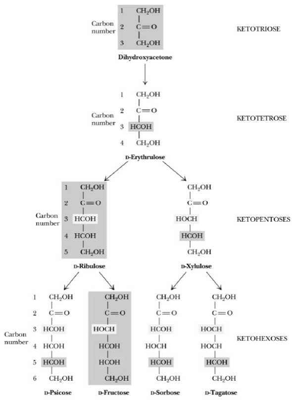 Drawing Haworth structures of sugars Draw Haworth structures for the two possible isomers of D-altrose (Figure 1) and D-psicose (Figure 2). Figure 1 Figure 1 The structure and stereochemical relationships of D-aldoses having three to six carbons. The configuration in each case is determined by the highest numbered asymmetric carbon. Figure 2 Figure 2 The structure and stereochemical relationships of D-ketoses having three to six carbons. The configuration in each case is determined by the highest numbered asymmetric carbon.