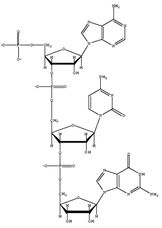Oligonucleotide structure Draw the chemical structure of pACG.
