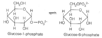 The phosphate transfer potentials for glucose-1-phosphate and glucose-6-phosphate are 20.9 kJ/mol and 13.8 kJ/mol, respectively. (a) What is the equilibrium constant for this reaction at 25 °C (b) If a mixture was prepared containing 1 M glucose-6-phosphate and 1 × 10 3 M glucose-1-phosphate, what would be the thermo-dynamically favored direction for the reaction