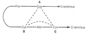 Note that some of these problems refer to information presented in the Tools of Biochemistry 5A-D. A protein has been sequenced after cleavage of disulfide bonds. The protein is known to contain 3 Cys residues, located as shown below. Only one of the Cys has a free -SH group and the other two are involved in an - S - S - bond. The only methionine and the only aromatic amino acid (Phe) in this protein are in the positions indicated. Cleavage of the intact protein (i.e., with disulfide bonds intact) by either cyanogen bromide or chymotrypsin does noi break the protein into two peptides. Where is the - S - S - bond (AB, BC, or AC)
